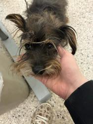 Shelter Stray Male Dog last seen Near BLOCK QUIVIRA DR, 12155 Park Blvd, Brighton, CO 80601, USA
