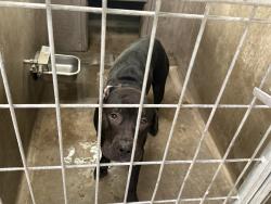 Shelter Stray Male Dog last seen , 14409 Vanowen St, Van Nuys, CA 91405, USA