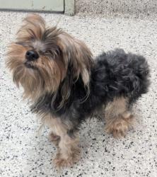 Shelter Stray Female Dog last seen Near BLOCK E OUTER DR, DETROIT MI 48224, 1431 E Ferry St, Detroit, MI 48211, USA