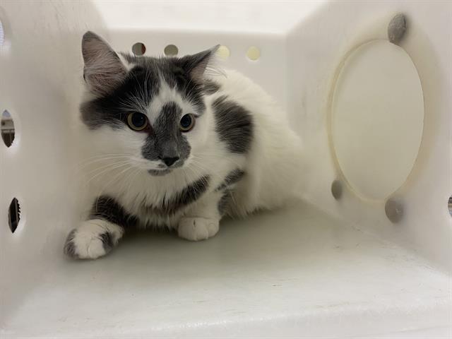 Shelter Stray Unknown Cat last seen Near BLOCK S 40TH ST, 3839 W Burnham St, West Milwaukee, WI 53215, USA