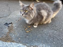 Found/Stray Unknown Cat last seen St Marys lane, Norwalk, CT 06851