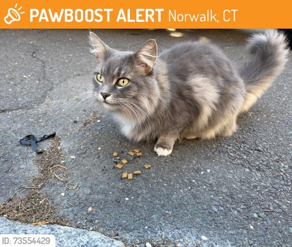 Found/Stray Unknown Cat last seen St Marys lane, Norwalk, CT 06851