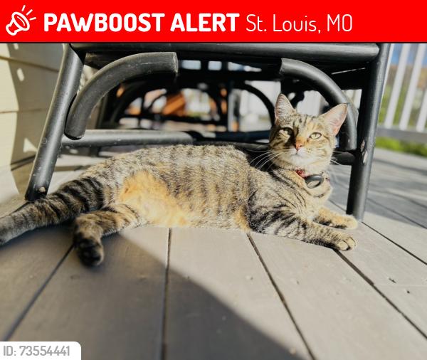 Lost Female Cat last seen Berry and Big Bend Blvd, St. Louis, MO 63126