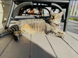 Lost Female Cat last seen Berry and Big Bend Blvd, St. Louis, MO 63126