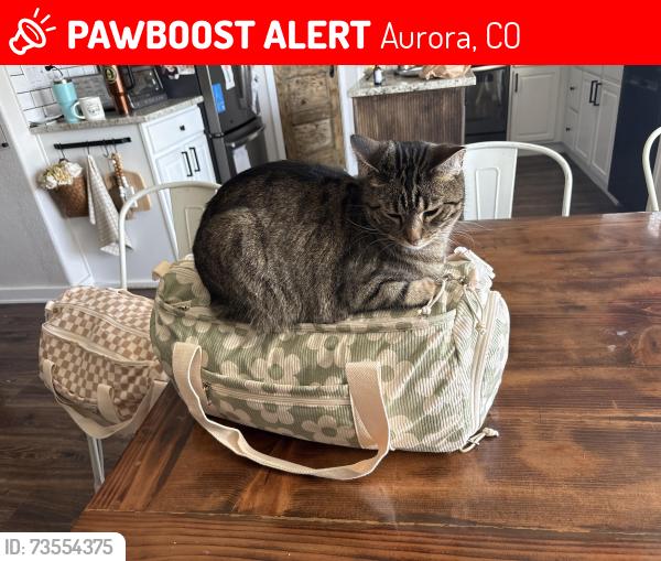 Lost Female Cat last seen Murphy Creek, Aurora, CO 80018