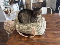Lost Female Cat last seen Murphy Creek, Aurora, CO 80018