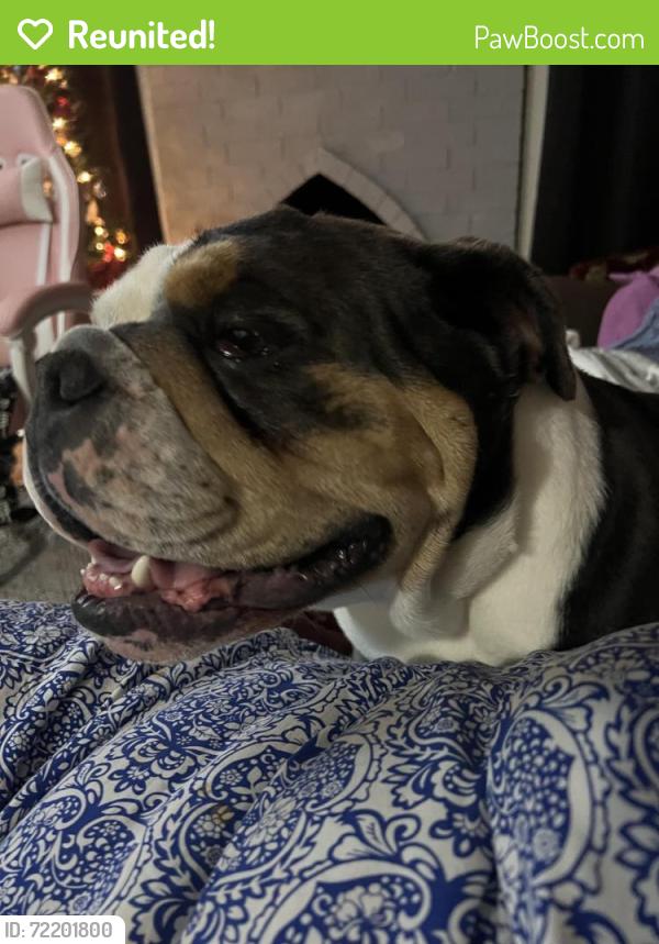 Reunited Male Dog last seen Near, Lubbock, TX 79423