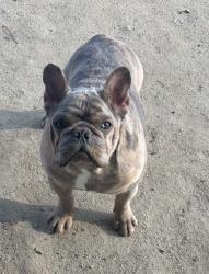 Reunited Male Dog last seen Near Stonebridge Ct, Tulare, CA 93274, USA, Tulare, CA 93274