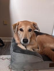 Lost Female Dog last seen Crossing the street from cooper science building into neighborhood, Muncie, IN 47306