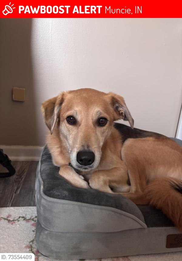 Lost Female Dog last seen Crossing the street from cooper science building into neighborhood, Muncie, IN 47306