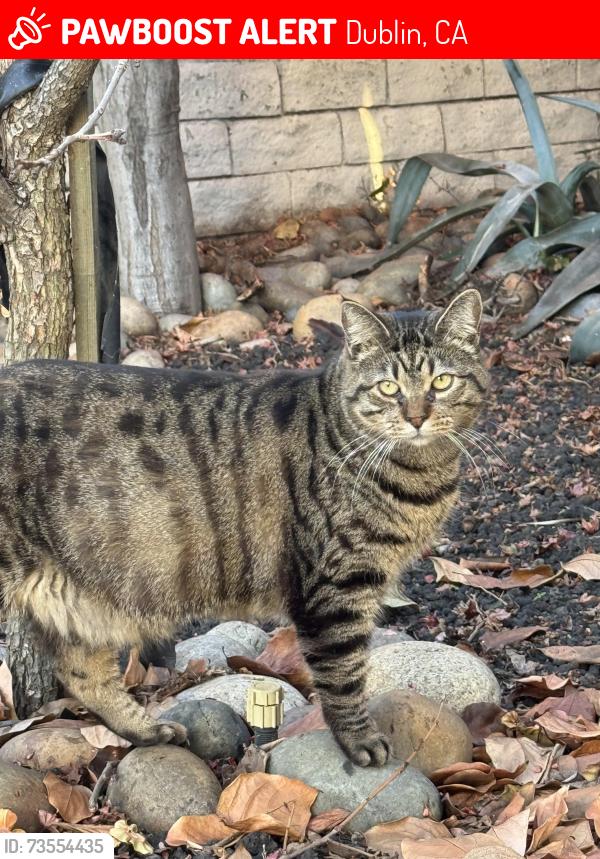 Lost Male Cat last seen Near Maple Dr Dublin Ca 94568, Dublin, CA 94568