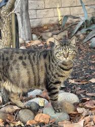 Lost Male Cat last seen Near Maple Dr Dublin Ca 94568, Dublin, CA 94568