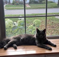 Reunited Male Cat last seen Ethel Ave and Buchanan, Green Bay, WI 54303