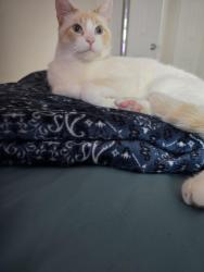 Reunited Male Cat last seen Near and monroe, Hollywood, FL 33020