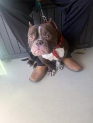 Shelter Stray Female Dog last seen Near Memorial Dr, 30032, GA, 3280 Chamblee Dunwoody Rd, Chamblee, GA 30341, USA
