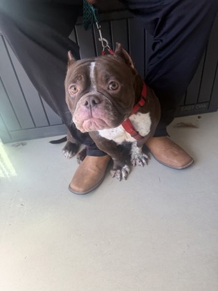 Shelter Stray Female Dog last seen Near Memorial Dr, 30032, GA, 3280 Chamblee Dunwoody Rd, Chamblee, GA 30341, USA