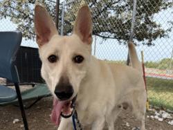 Shelter Stray Male Dog last seen Near blk long run- Williamson county, Williamson County, TX, 1855 SE Inner Loop, Georgetown, TX 78626, USA
