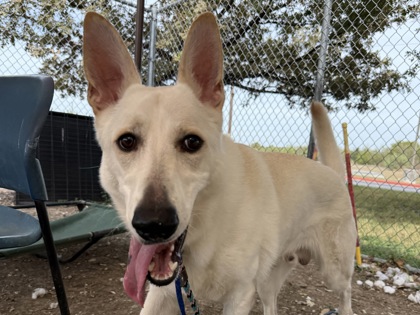 Shelter Stray Male Dog last seen Near blk long run- Williamson county, Williamson County, TX, 1855 SE Inner Loop, Georgetown, TX 78626, USA