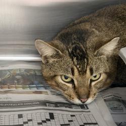 Shelter Stray Unknown Cat last seen Hwy 69/Richard St, Belleville, WI, Belleville, Village of, WI, 5132 Voges Rd, Madison, WI 53718, USA