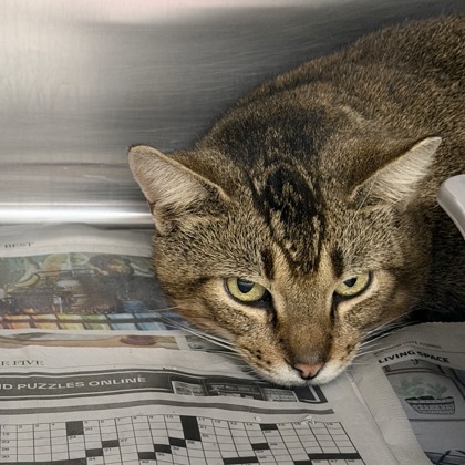 Shelter Stray Unknown Cat last seen Hwy 69/Richard St, Belleville, WI, Belleville, Village of, WI, 5132 Voges Rd, Madison, WI 53718, USA