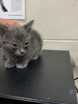 Shelter Stray Female Cat last seen Near Rivers Avenue, North Charleston, SC, 2455 Remount Rd, North Charleston, SC 29406, USA