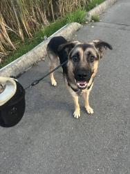 Found/Stray Male Dog last seen Fred Meyer, Maple Valley, WA 98038