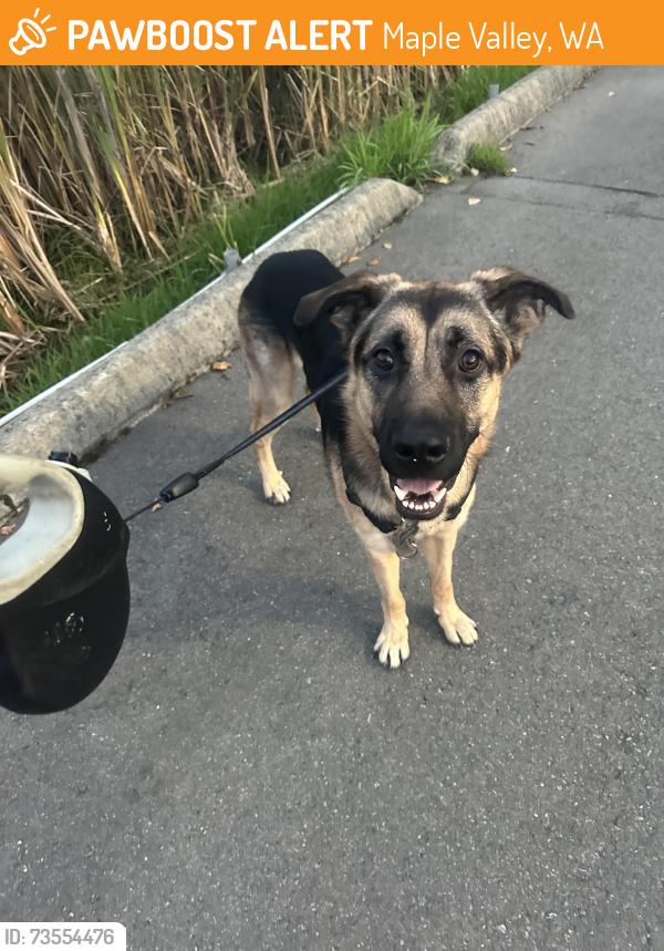 Found/Stray Male Dog last seen Fred Meyer, Maple Valley, WA 98038