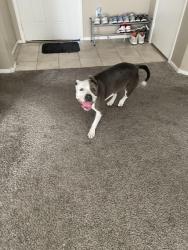 Reunited Female Dog last seen Ann and Clayton, North Las Vegas, NV 89031