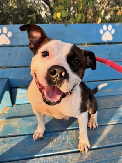 Shelter Stray Male Dog last seen Near Gatehouse dr, 21207, MD, 2490 Giles Rd, Baltimore, MD 21225, USA