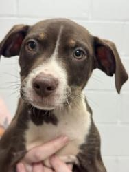 Shelter Stray Male Dog last seen Near N Ellwood, 21205, MD, 2490 Giles Rd, Baltimore, MD 21225, USA