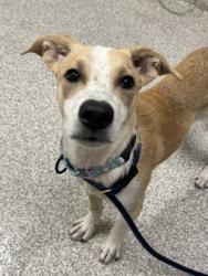 Shelter Stray Male Dog last seen Near Quantril Way, 21205, MD, 2490 Giles Rd, Baltimore, MD 21225, USA