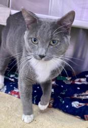 Shelter Stray Male Cat last seen Near Hilton rd, 21215, MD, 2490 Giles Rd, Baltimore, MD 21225, USA