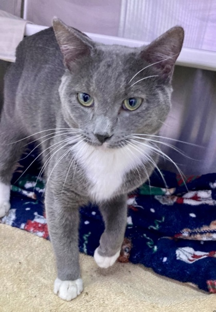 Shelter Stray Male Cat last seen Near Hilton rd, 21215, MD, 2490 Giles Rd, Baltimore, MD 21225, USA