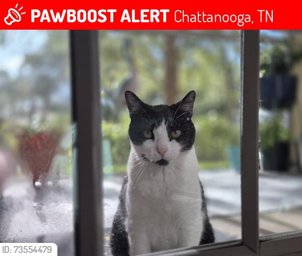 Lost Male Cat last seen Days Inn, Chattanooga, TN 37419