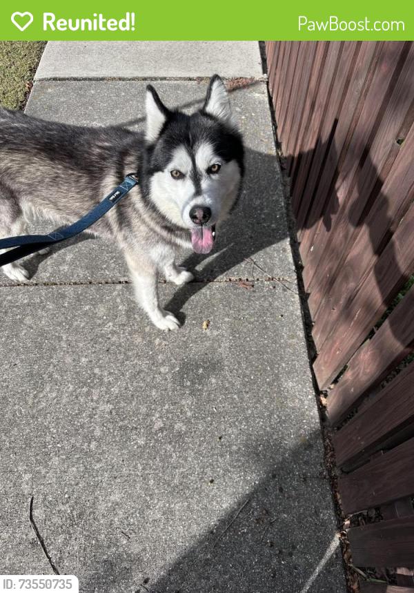 Reunited Male Dog last seen Near 13th street and Chestnut Street, Wilmington, NC 28401