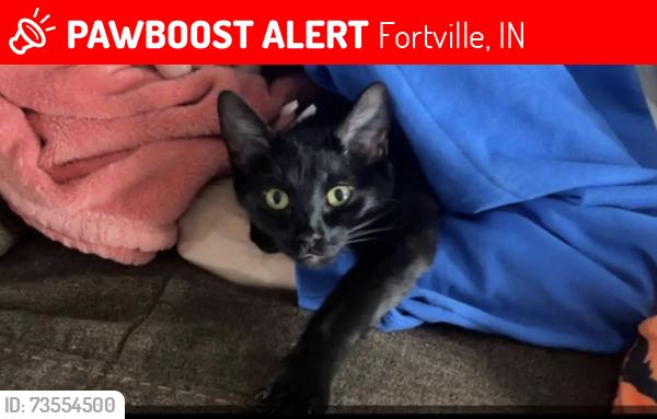 Lost Female Cat last seen Staat St & W 1000 N, Fortville, IN 46040