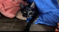 Lost Female Cat last seen Staat St & W 1000 N, Fortville, IN 46040