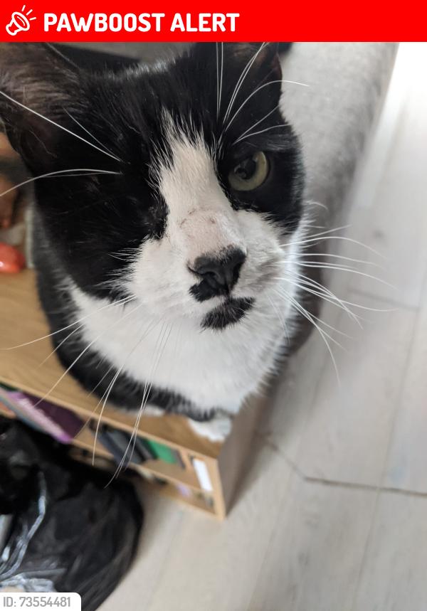 Lost Male Cat last seen Tesco Express, Shenley Brook End, England MK5 7HX