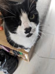 Lost Male Cat last seen Tesco Express, Shenley Brook End, England MK5 7HX