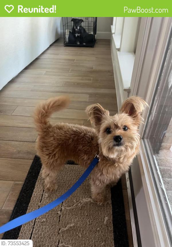 Reunited Male Dog last seen Pleasant Groves and Cumberland Blvd, Porter, TX 77365