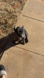 Lost Female Dog last seen The Birchwood apmts, Lubbock, TX 79424
