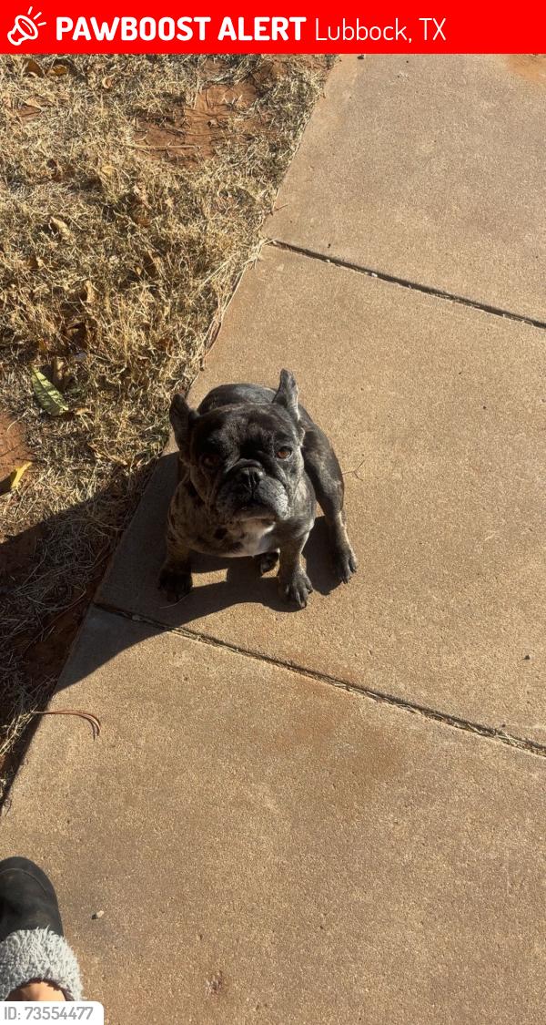 Lost Female Dog last seen The Birchwood apmts, Lubbock, TX 79424