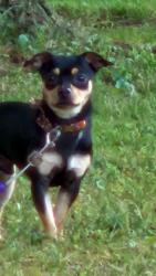 Reunited Male Dog last seen S Central Ave, Lodi, CA, USA, S Central Ave,  95253