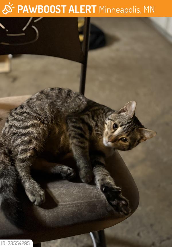 Found/Stray Unknown Cat last seen E 76th St, near hse of Prayer Lutheran Church, Minneapolis, MN 55423