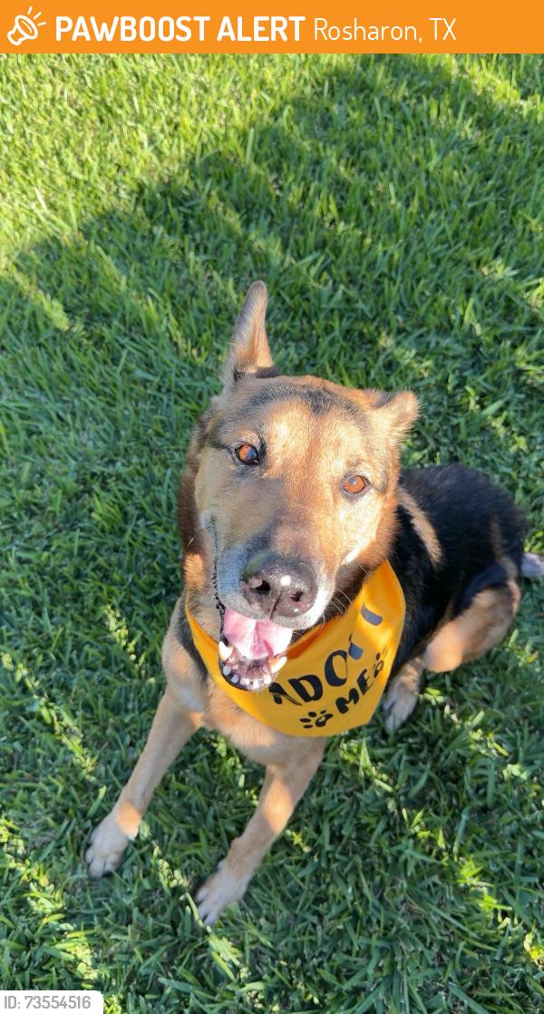 Found/Stray Male Dog last seen Jan Dr., Rosharon, TX 77583