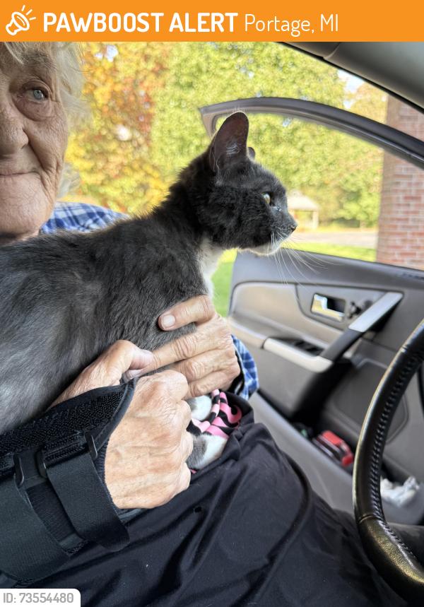 Found/Stray Unknown Cat last seen Winter, Portage, MI 49002