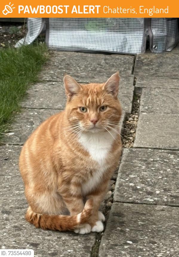 Found/Stray Male Cat last seen Near Chatteris Recreation Ground, Chatteris, England 