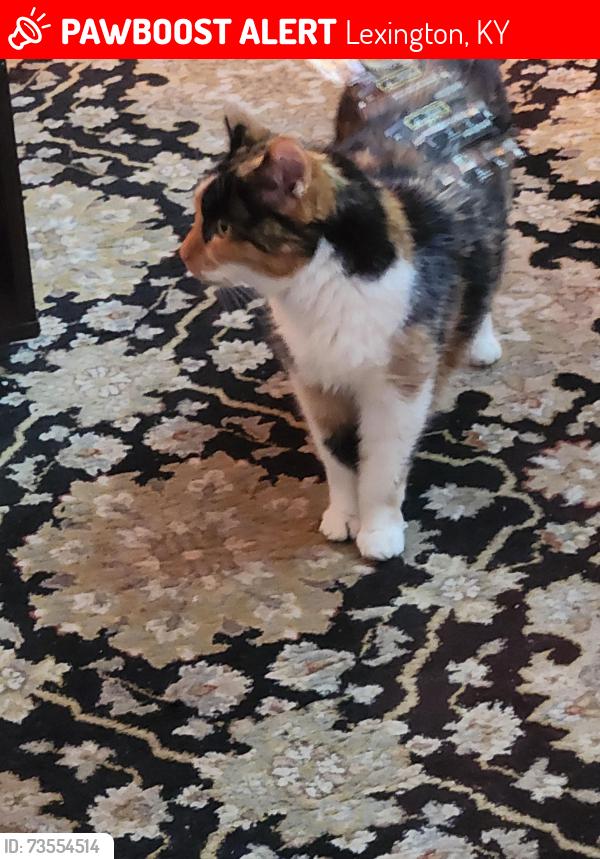 Lost Female Cat last seen Mt. Tabor and Richmond Rd and Mt.Tabor and Old Todd's Rd, Lexington, KY 40509