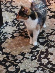 Lost Female Cat last seen Mt. Tabor and Richmond Rd and Mt.Tabor and Old Todd's Rd, Lexington, KY 40509