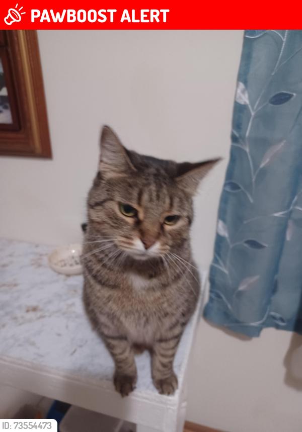 Lost Female Cat last seen Shannon and Brice, Canal Winchester, OH 43125
